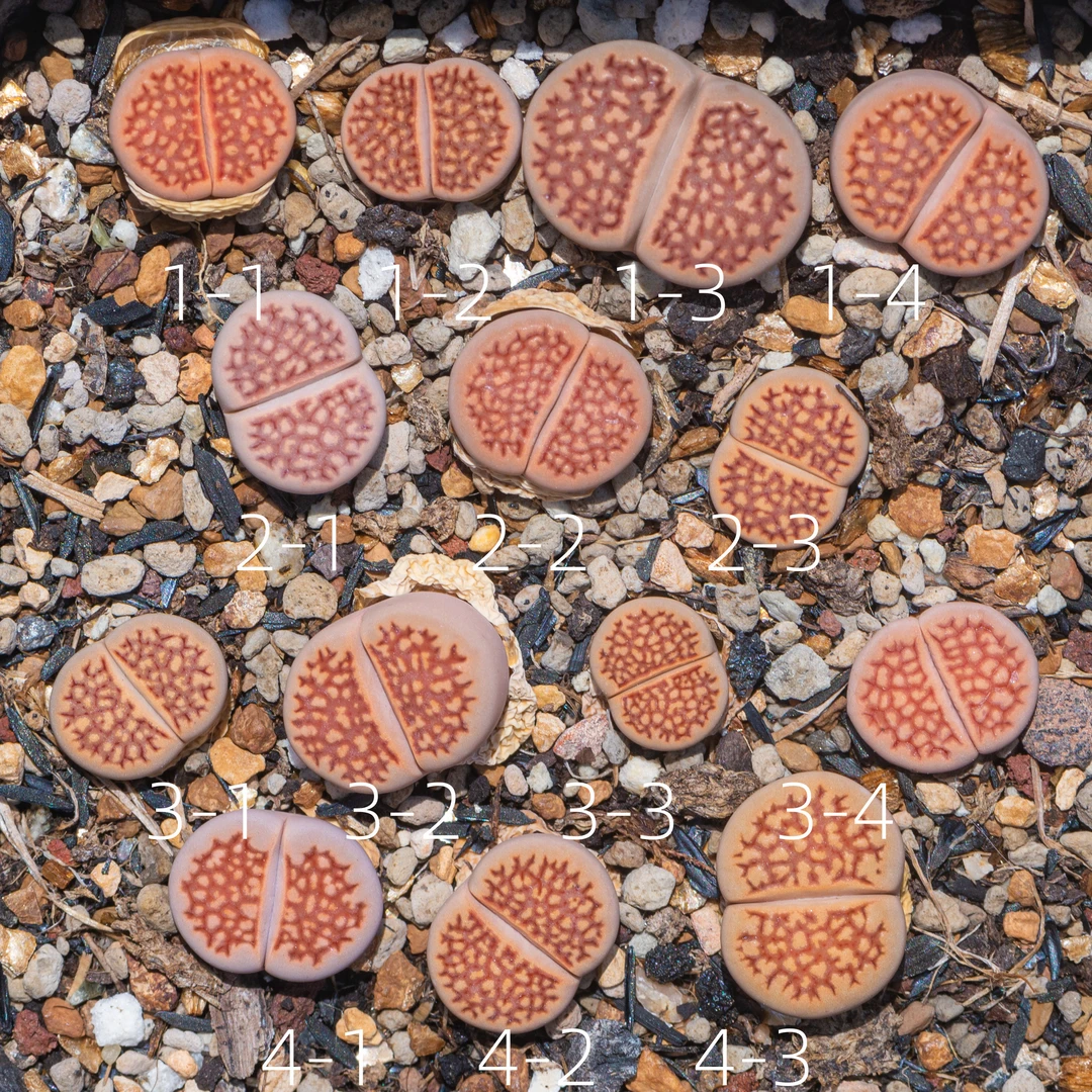 红巴里生石花繁殖多肉植物花卉绿植盆栽创意微景观编号混合秋季