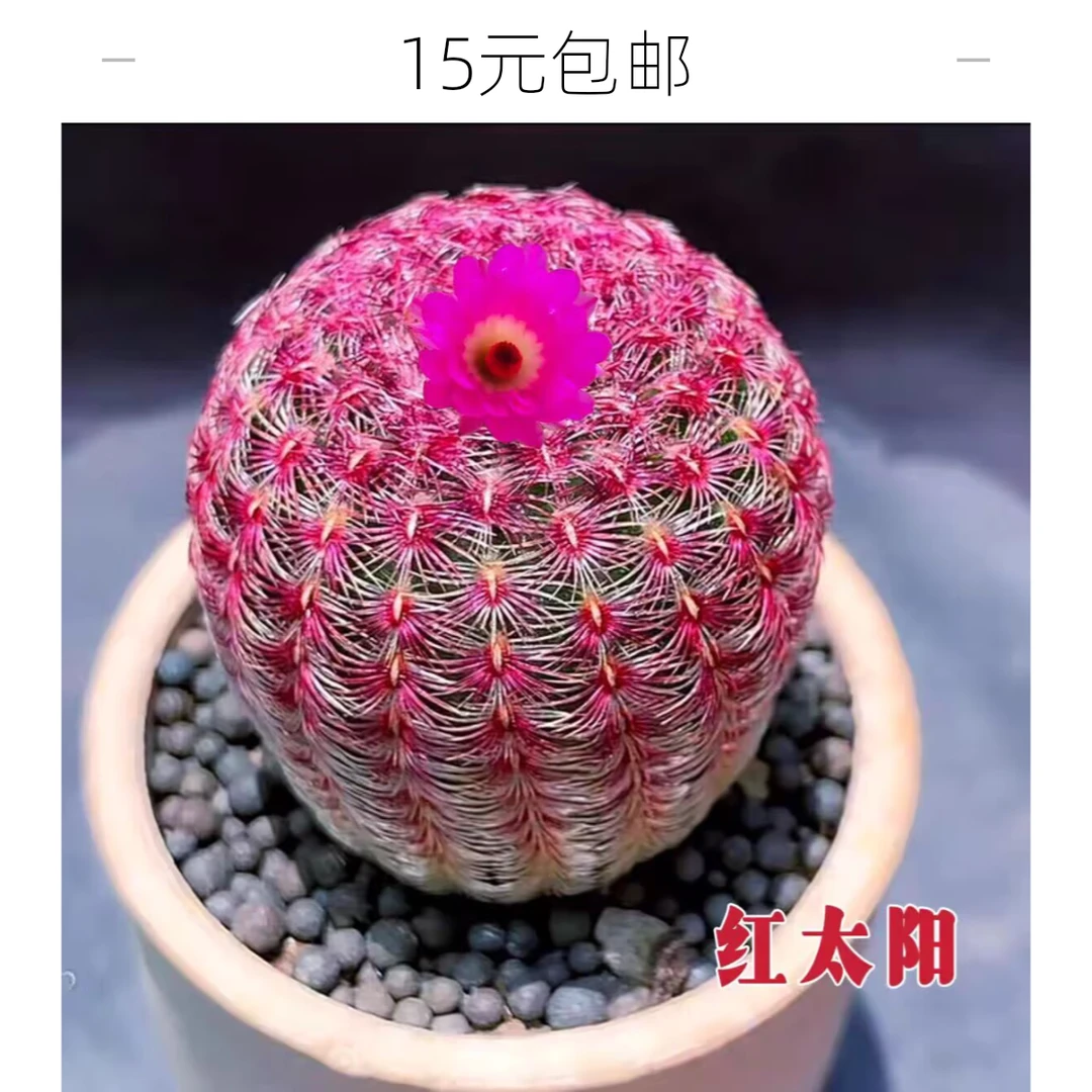 实生红太阳仙人球创意多肉植物小盆栽办公室进口桌面绿植花卉肉肉