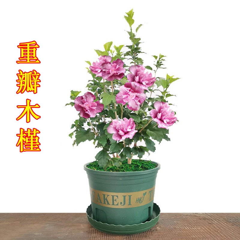 重瓣木槿带花苞大花盆栽阳台庭院美化空间开花漂亮老桩绿化花境