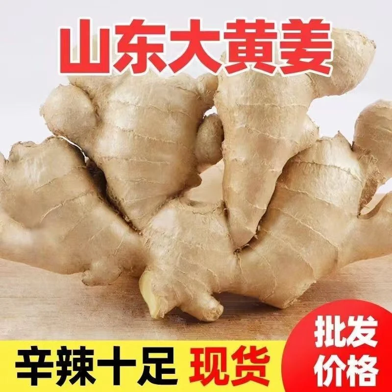 山东大姜鲜生姜老姜无残留新鲜当年现挖姜母月子姜调味出口级包邮
