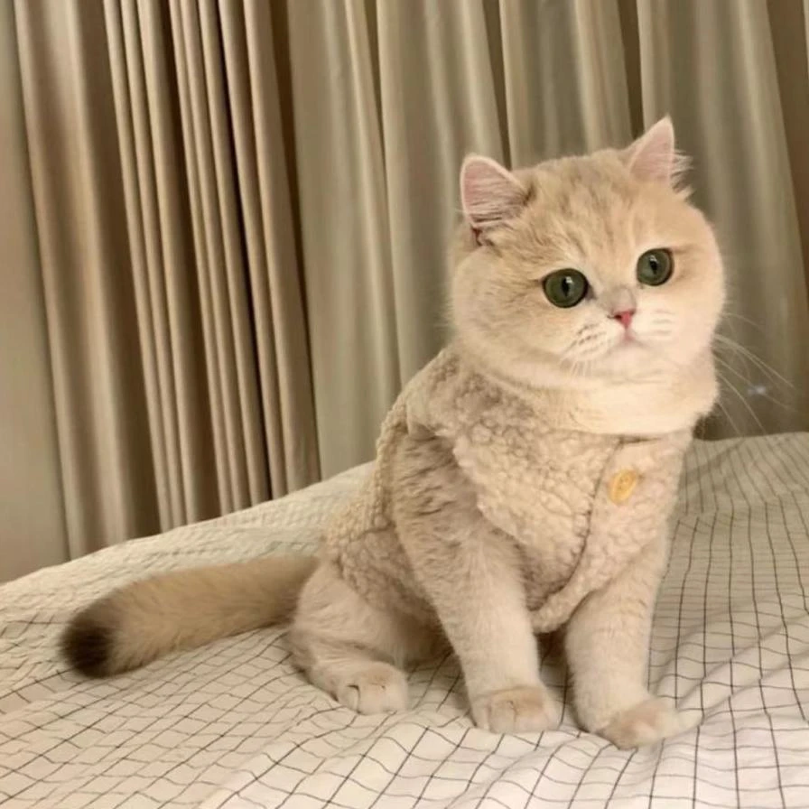 可爱ins狗狗猫咪衣服保暖羊羔毛马甲背心秋冬款泰迪博美宠物冬装