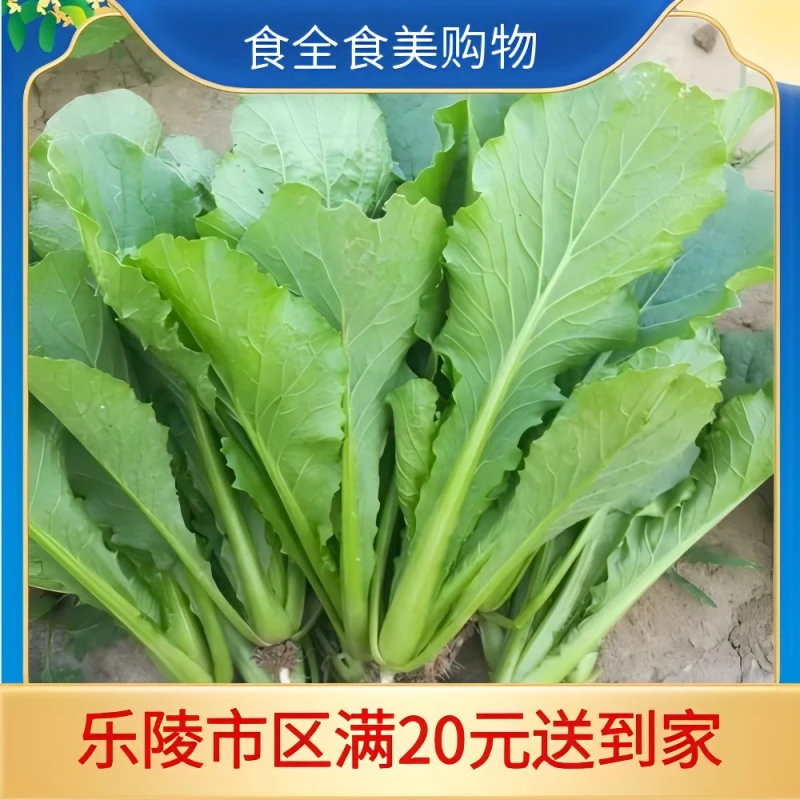 现摘嫩叶小白菜(约500g)