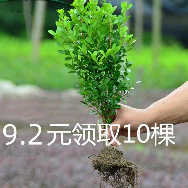小叶黄杨苗瓜子黄杨苗法国冬青苗冬青苗金边黄杨庭院绿篱树苗