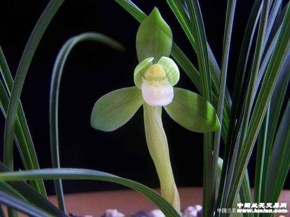 贵州兰花 一物一拍1000以上链接