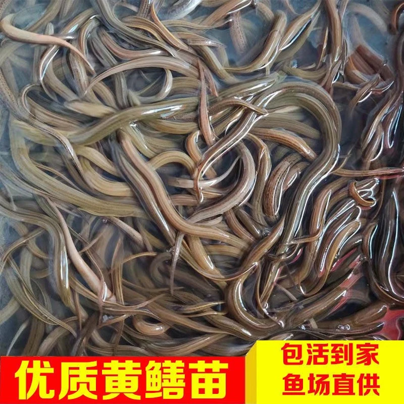 稻田小鳝鱼土鳝鱼小黄鳝稻田鱼塘可以直接放养1斤