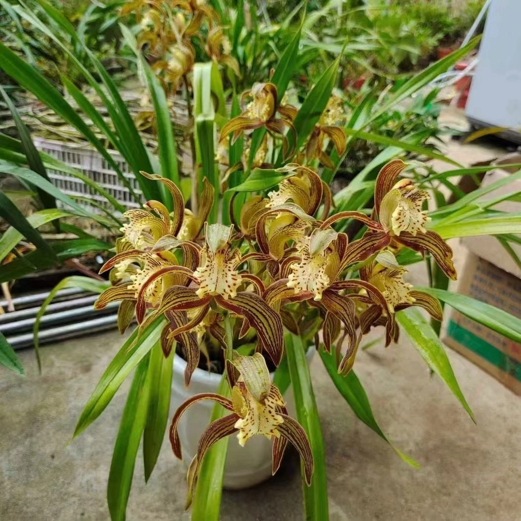 香花虎头兰,花浓香,一丛4到5苗,不带盆,花期长白玉兰