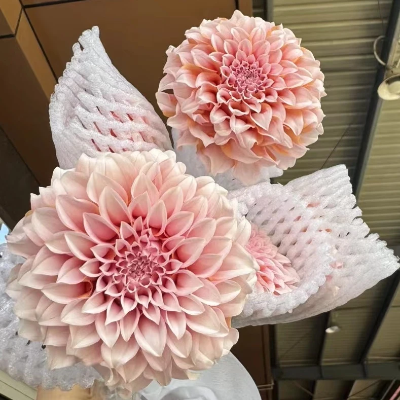 小众高级感A大丽花奶油桃子鲜切花材