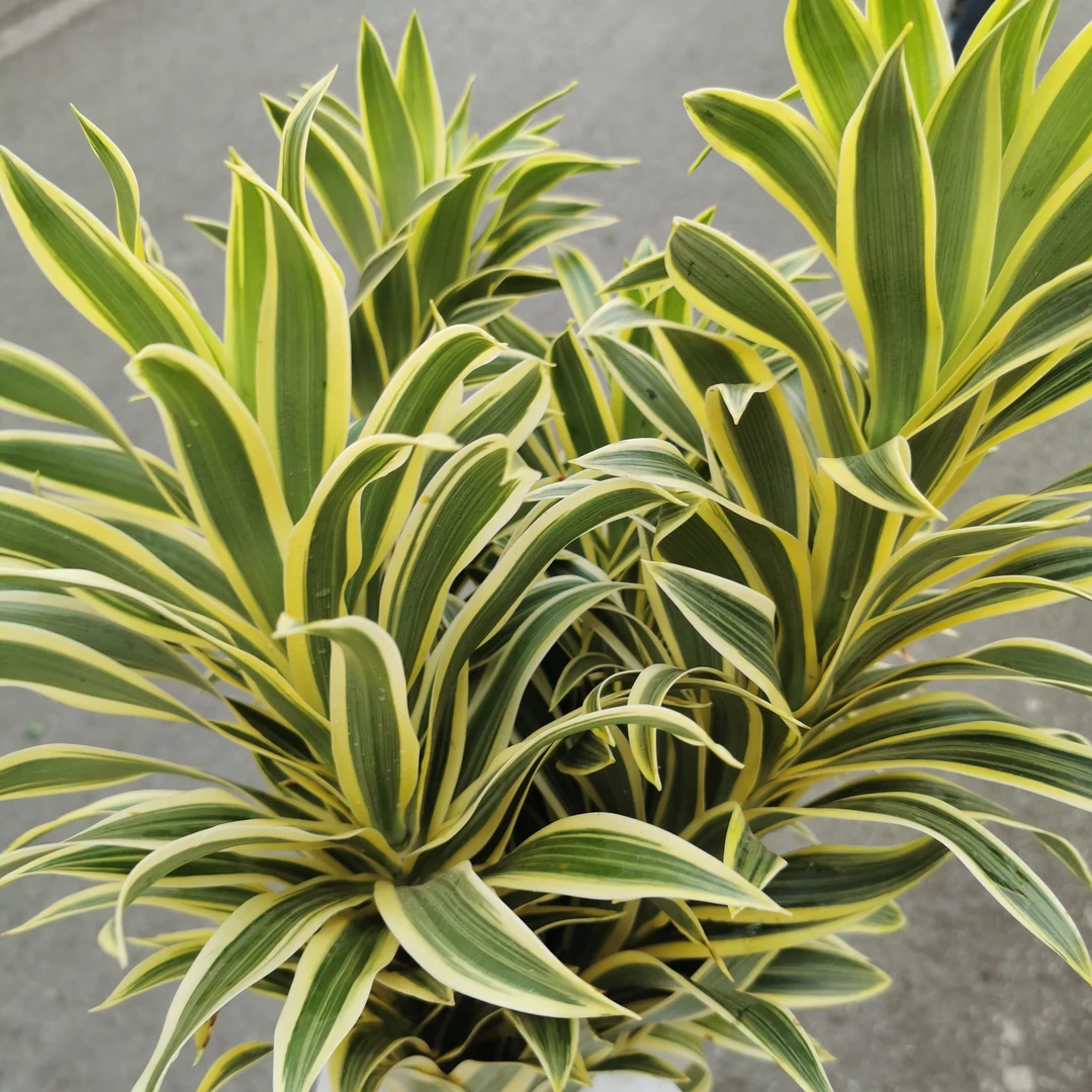 金边百合竹鲜切花