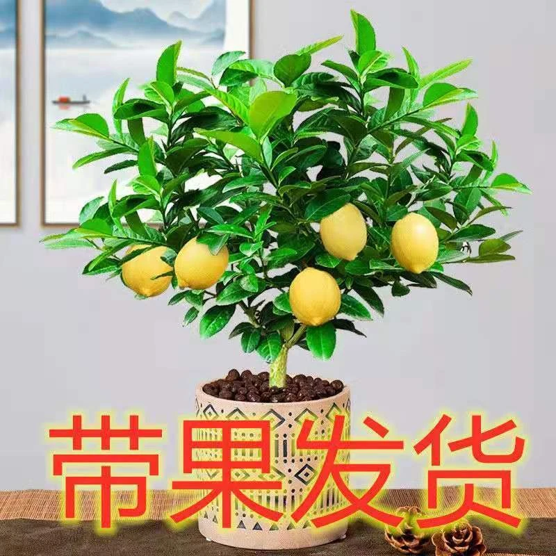 【大苗带果发货】柠檬树苗柠檬树盆栽香水柠檬室内外浓香型四季结果