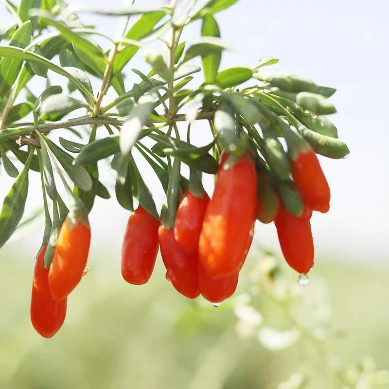 靖远新鲜枸杞鲜果现摘现发鲜果枸杞水果精选大颗粒苟杞