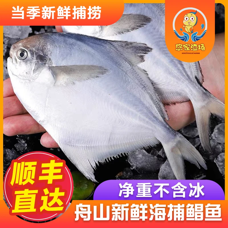 【4条1斤】正宗舟山美味鲳鱼海鲜特产新鲜野生鲳鱼鲳鱼大白鲳银鲳鱼