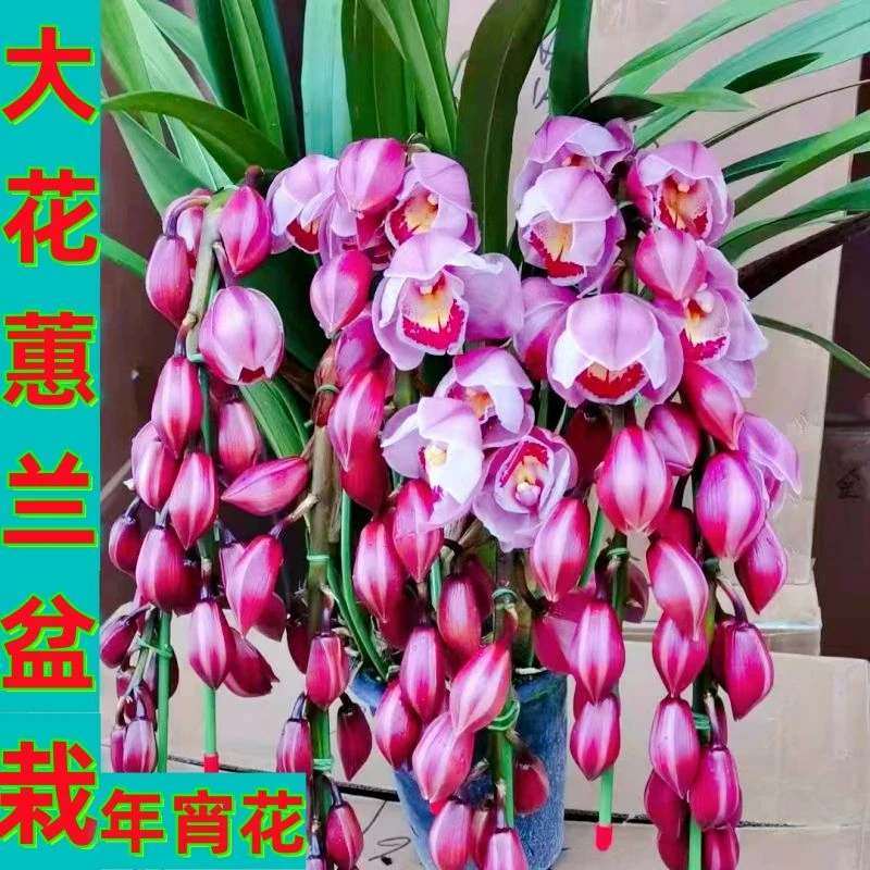 【带花苞】兰花苗浓香大花蕙兰春节四季开花室内好养易活花卉盆栽