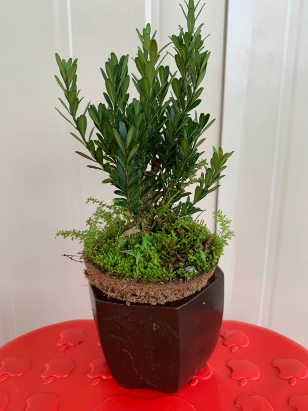 黄杨，雀舌邹皮黄杨，五年桩，上品，带瓷盆发货