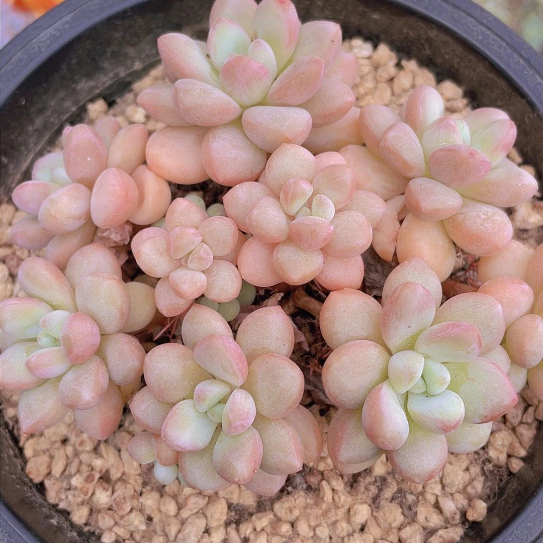 家**选泡泡堂（佳丽拍）