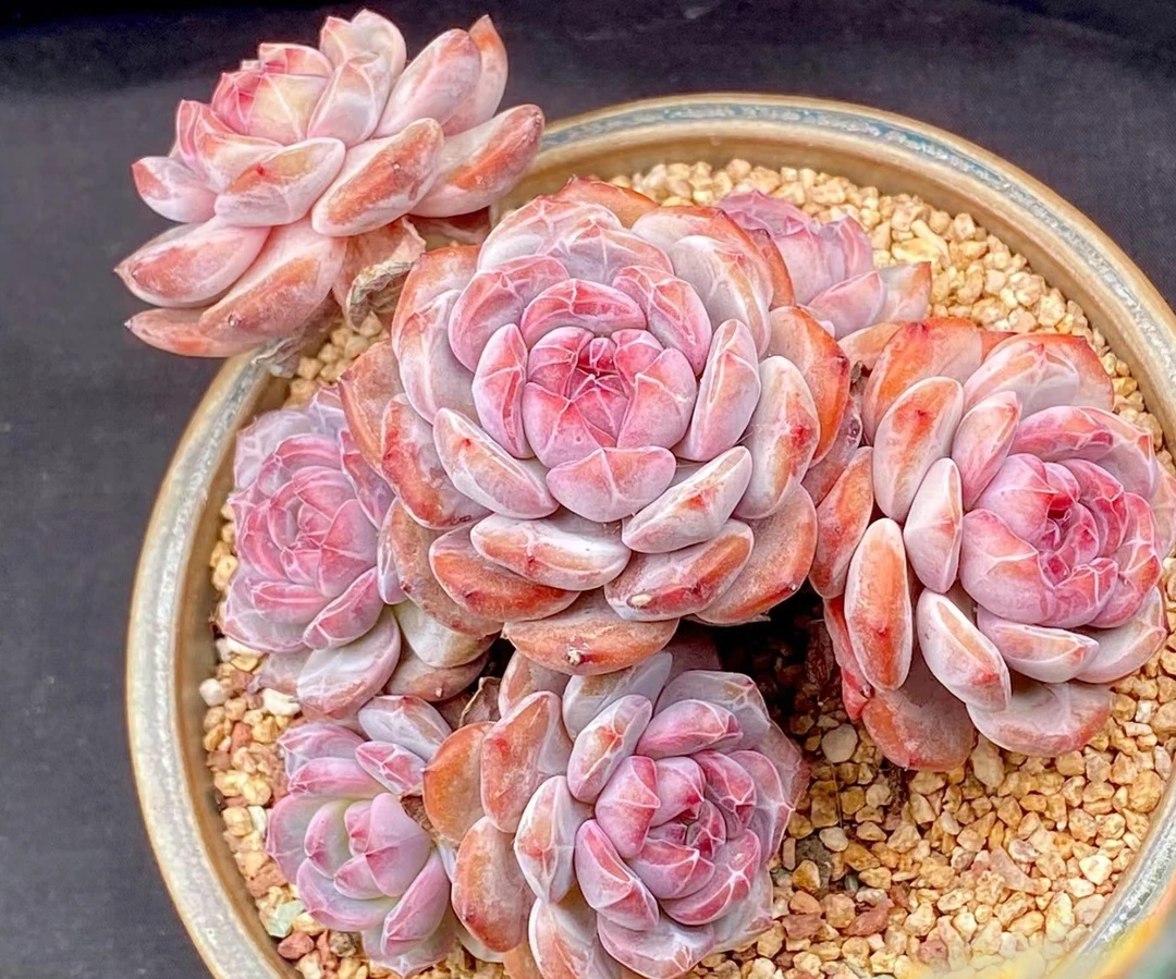 多肉植物 精品老桩 星影梦露雪天使石榴籽一物一拍 庭院花卉绿植