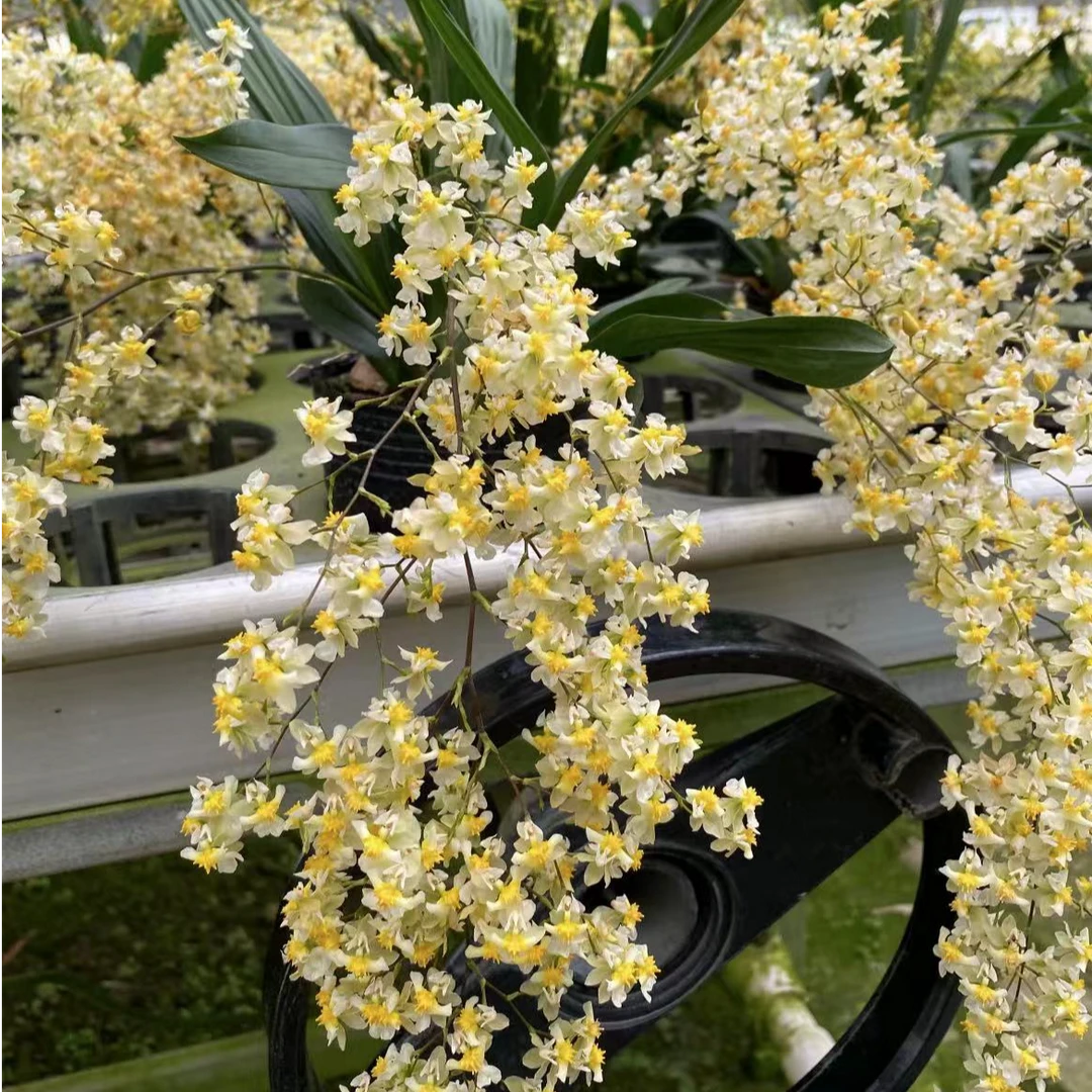 (罗曼香)梦香兰盆栽室内绿植花卉带花苞发货原盆原土基地直发兰花