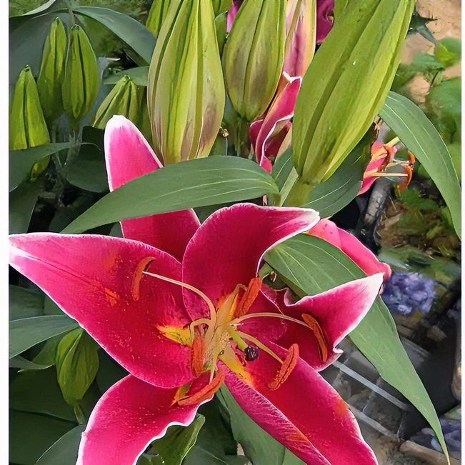 阳光马丁  香养护水百合盆栽带花苞发货室内室外观花植物