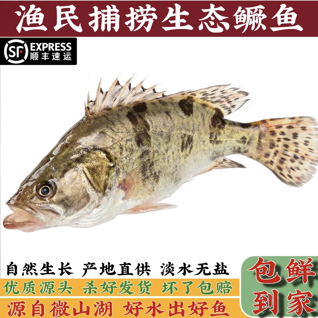 微山湖野捕桂鱼新鲜活鱼现杀生态鳜鱼季花桂花鱼鳌花鱼淡水鱼顺丰