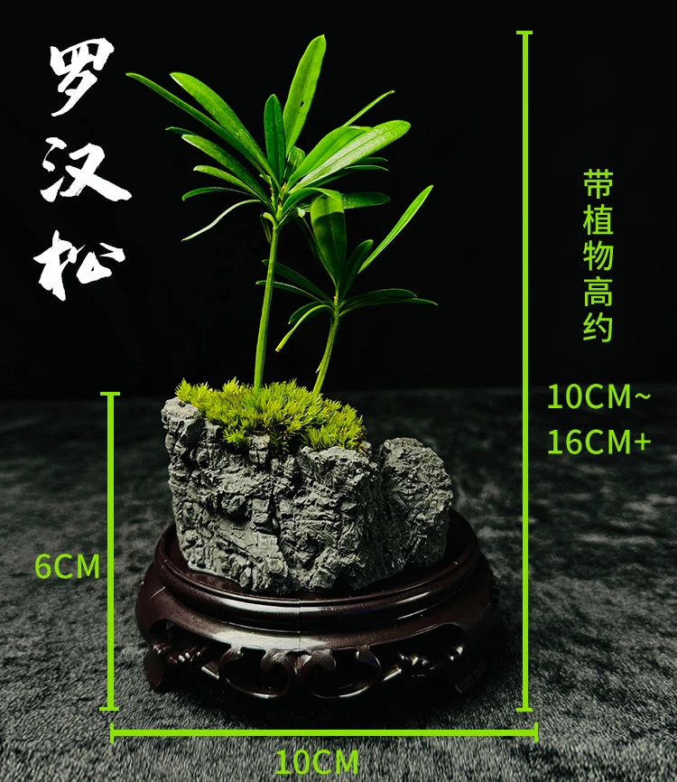 【罗汉松】桌面景观客厅办公室创意景观 10*10*15懒人生态