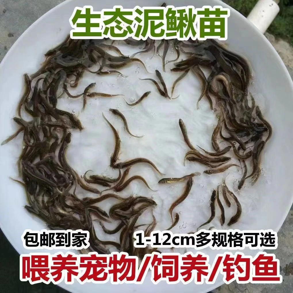 【30条试买】活饵钓鱼龙鱼活饵乌龟饲料养殖淡水小泥鳅活饵