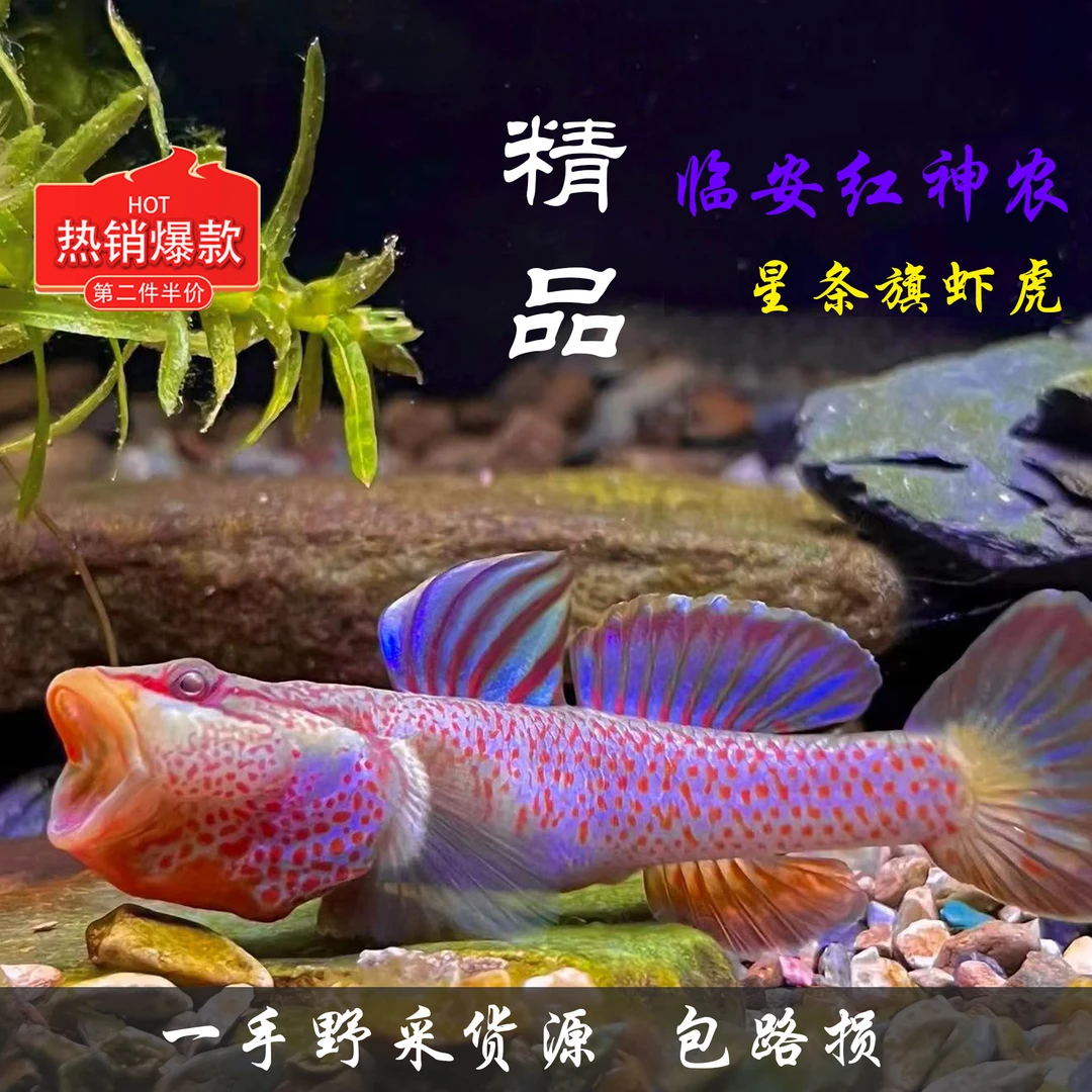临安星条旗虾虎  临安天目山红神农 虾虎鱼冷水鱼 淡水鱼 工具鱼