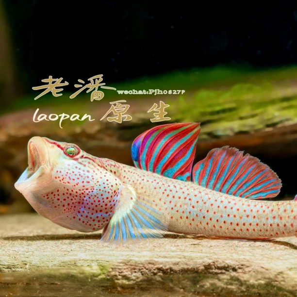 星条旗虾虎 红神农 蓝旗虾虎合集 冷水鱼 淡水鱼