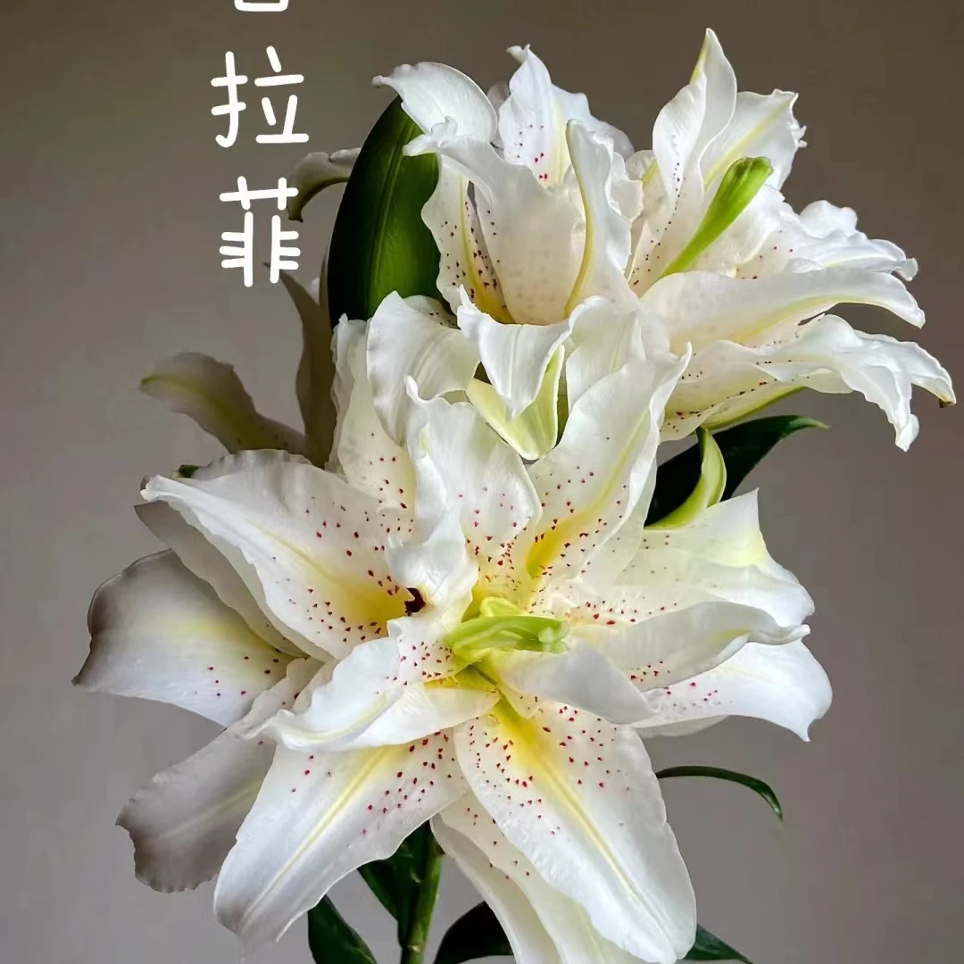 四季可种【西塔白拉菲】/17香水百合百合花，室内室外鲜花都种植