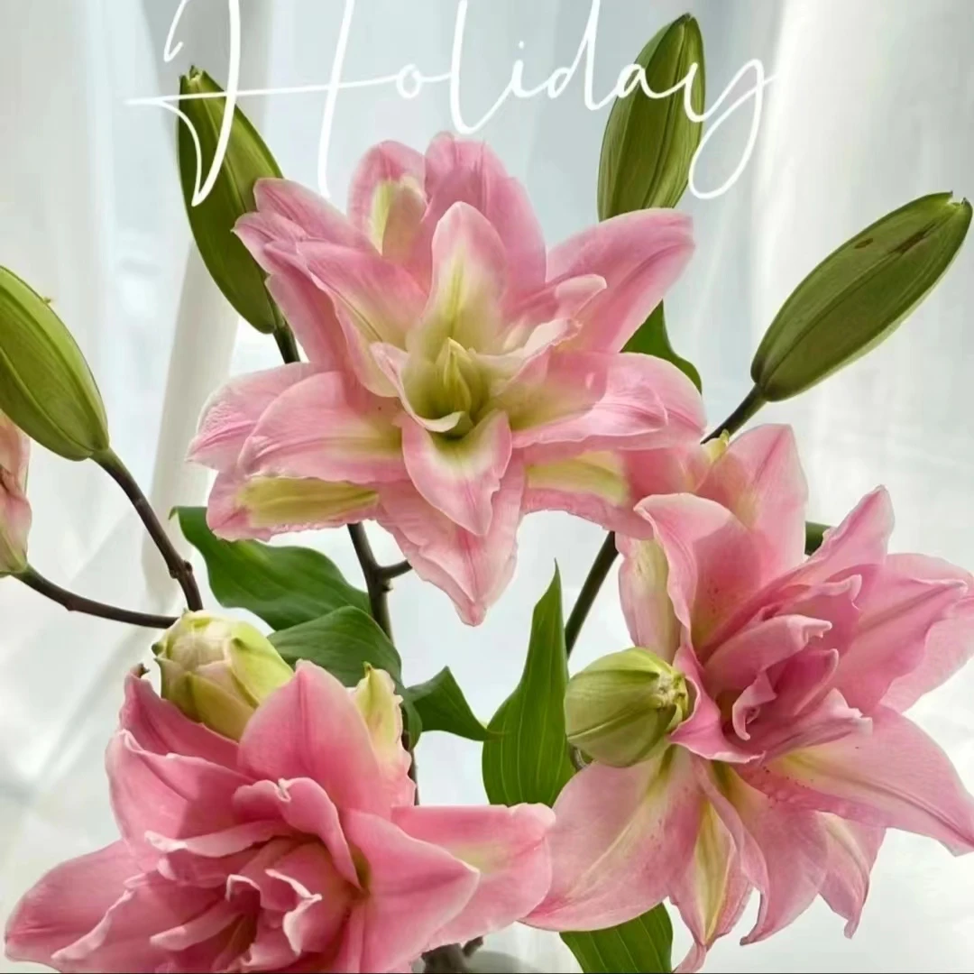 四季可种【红蜜糖】到手3颗15/17重瓣香水百合，室内室外都可以种