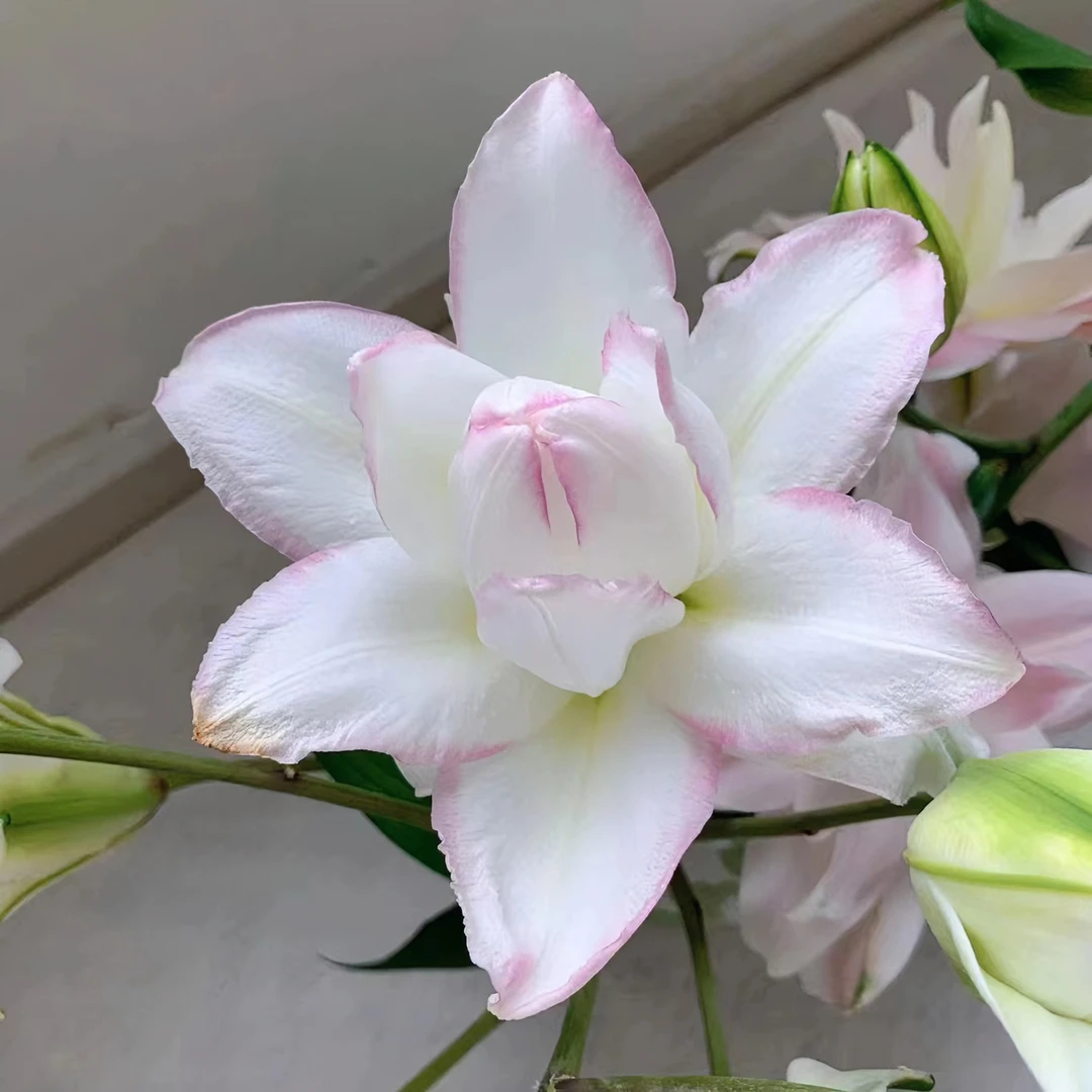 【新粉福利】四季可种【冰美人】18/20种球重瓣香水百合，室内外种植