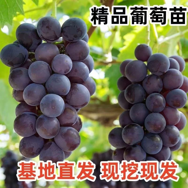 【基地直发】葡萄树苖巨峰夏黑蓝宝石阳光玫瑰红提南北方种植果苗