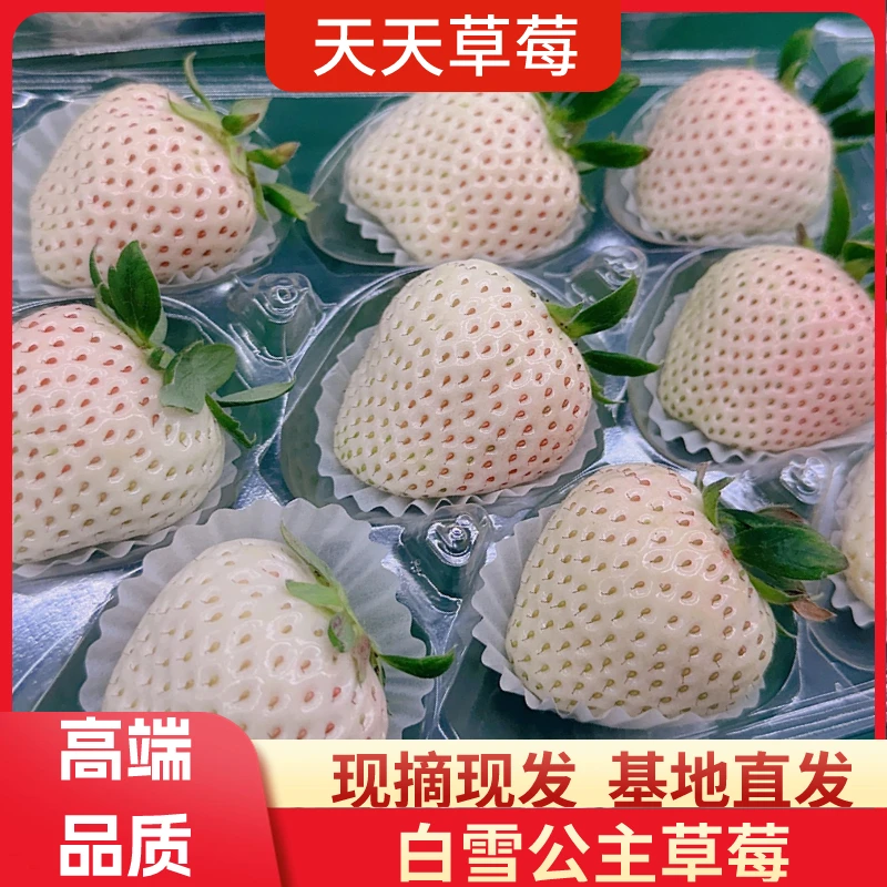 【顺丰包邮】淡雪白草莓新鲜现摘草莓白雪公主香甜清甜草莓1斤