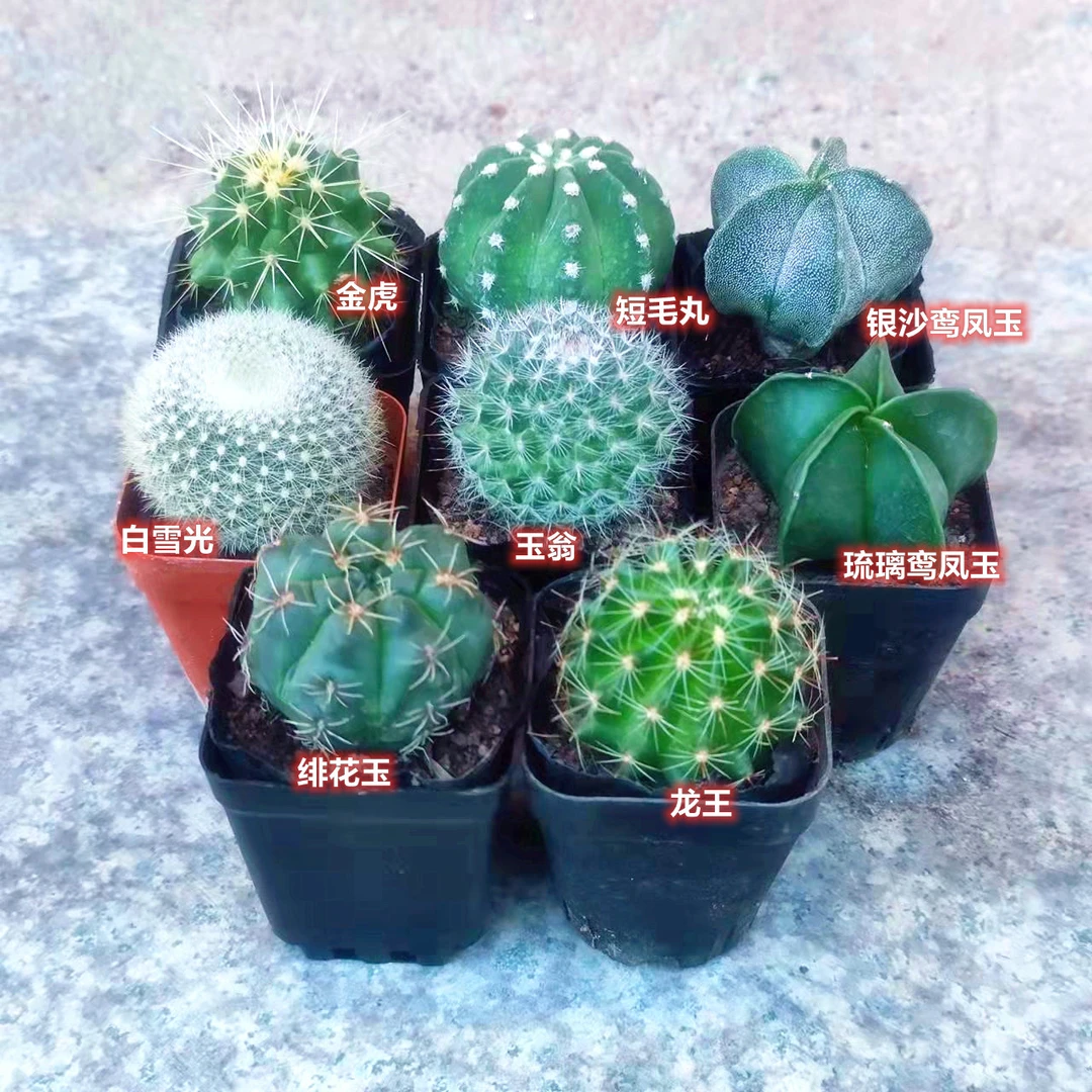 玉翁组合短毛丸盆栽绯花玉套餐室内开花仙人球办公桌新手好养花卉