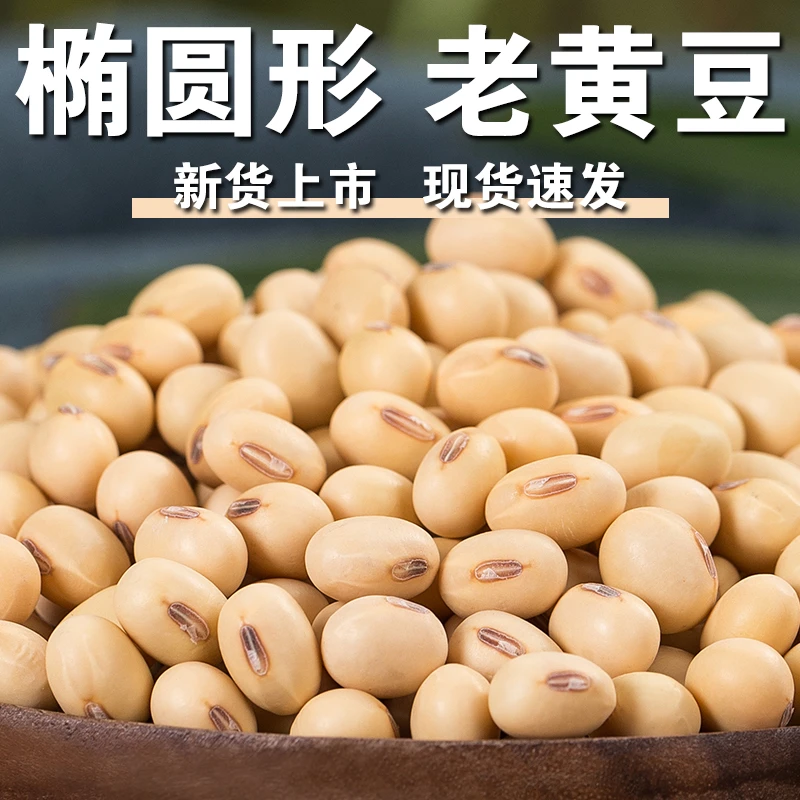 【时令热卖】非转基因黄豆新货山东特产黄豆笨黄豆老黄豆打豆浆专用