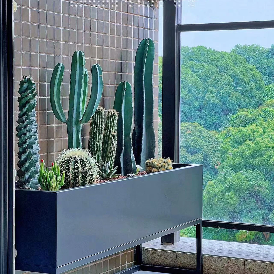 量天尺懒人绿植沙漠网红客厅阳台庭院办公室新手好养大型绿植