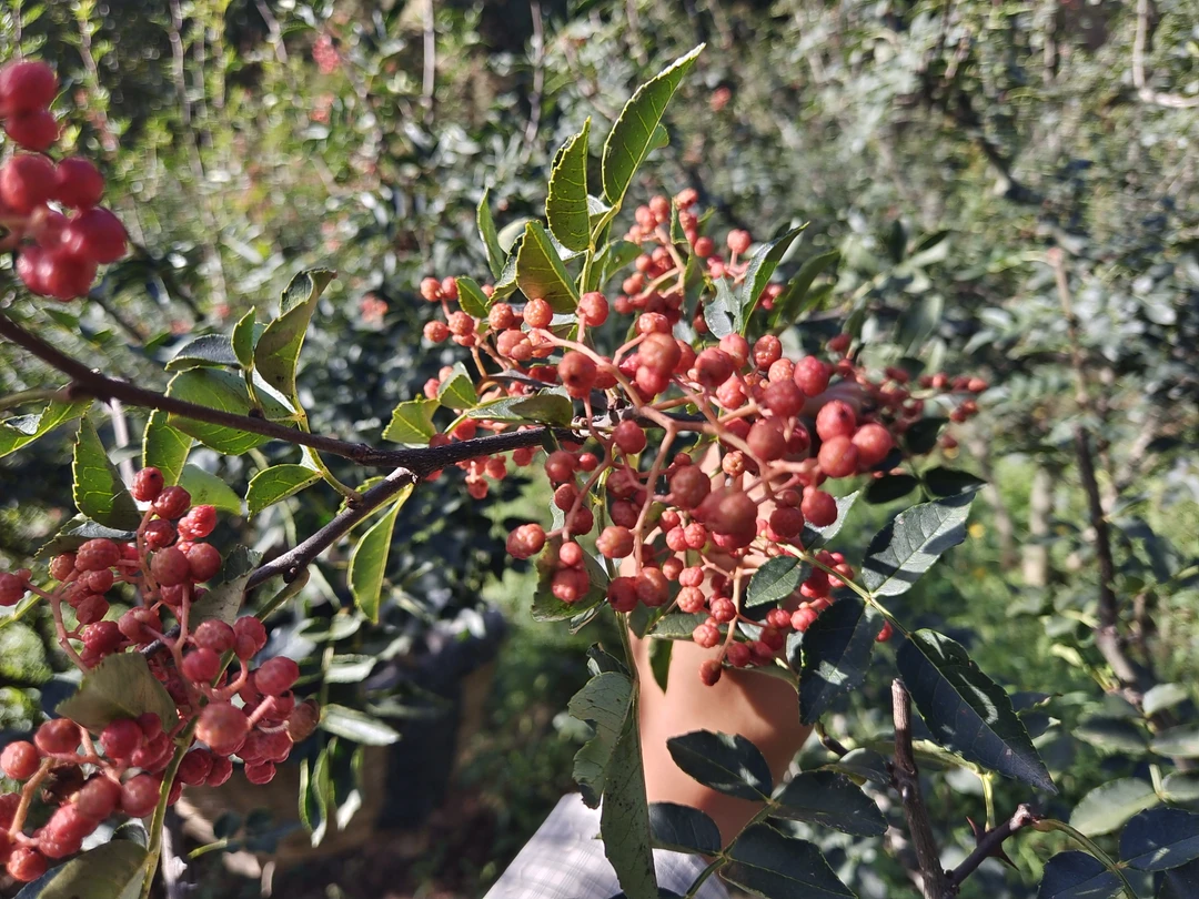 陕西大红袍干红花椒250g/500g