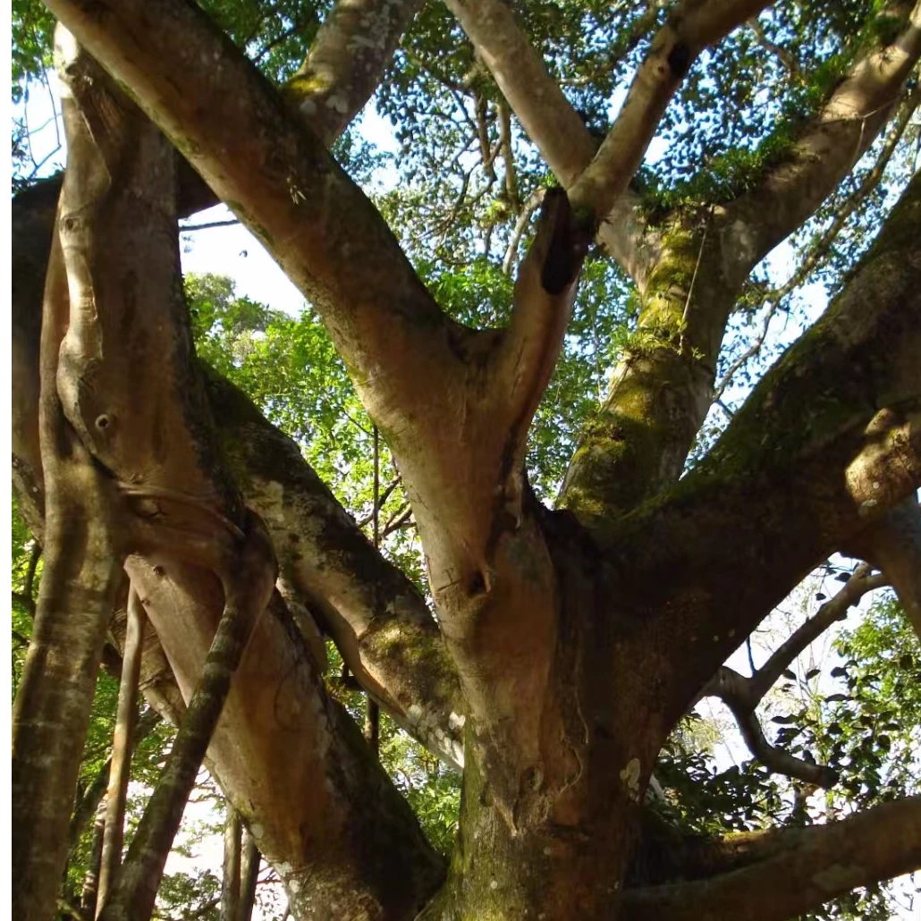 云南普洱茶-通用代拍链接生茶