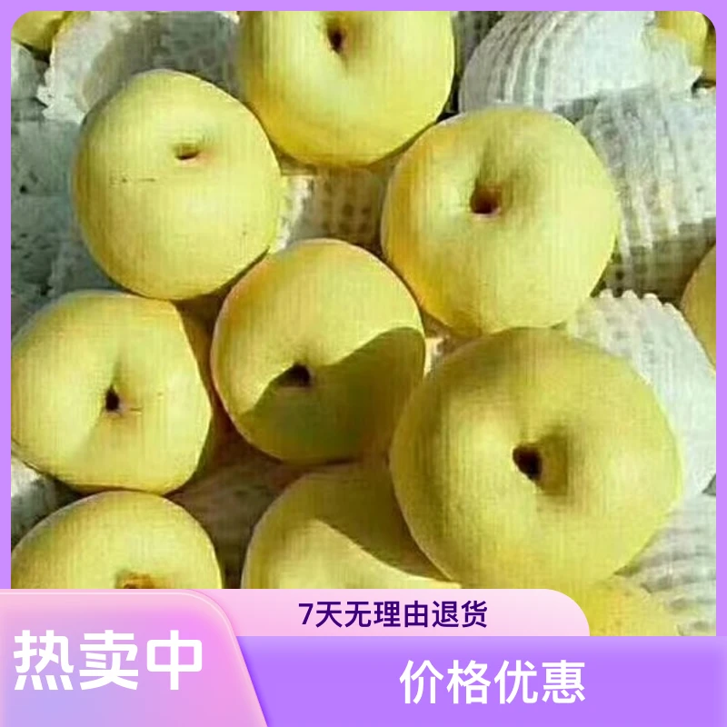 （好味园）陕西乾县胡罗村酥梨   ，果园直供，口感爽口，新鲜采摘