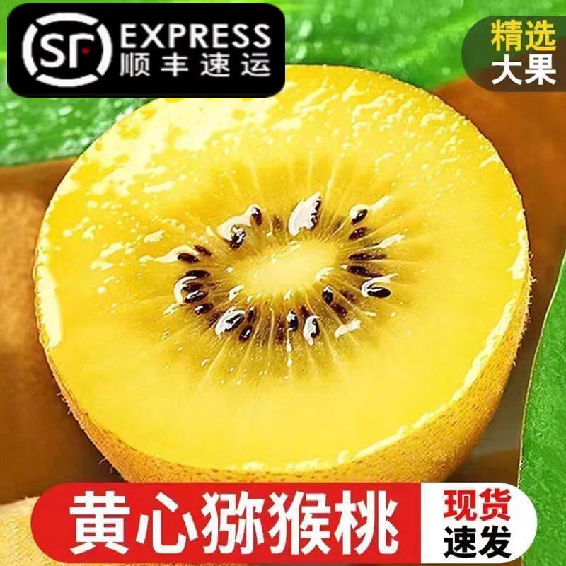 【顺丰包邮】现摘黄心猕猴桃四川现摘新鲜水果黄金奇异果整箱批发