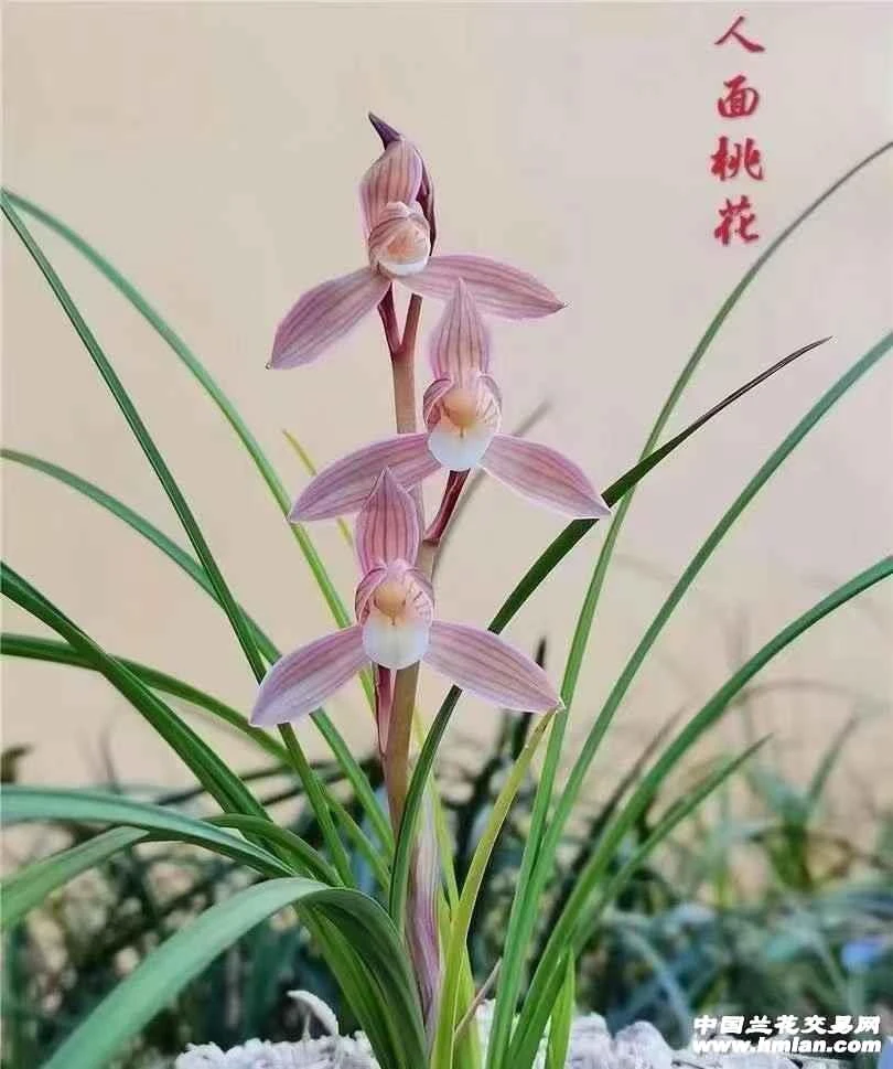 莲瓣兰 人面桃花