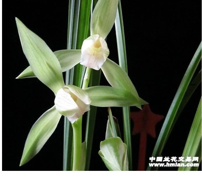 银杆素边艺商品苗（单苗 若实际不为单苗 请添加购买数量)