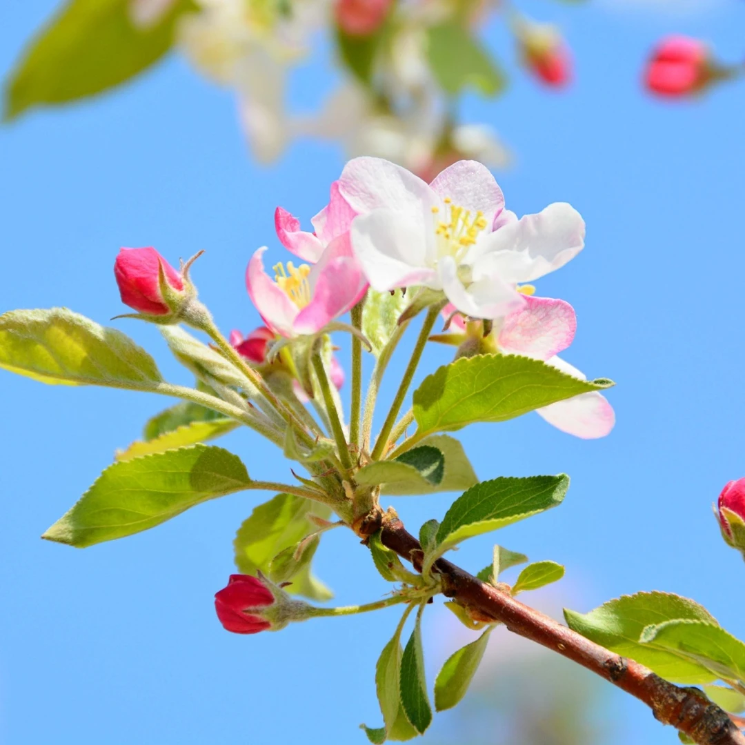 海棠老北京西府海棠