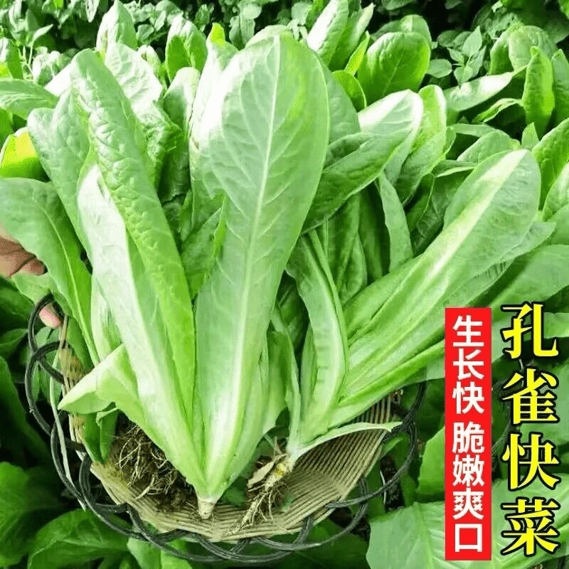 孔雀菜快菜生菜种子水培四季孔雀菜籽农家阳台蔬菜种子早熟