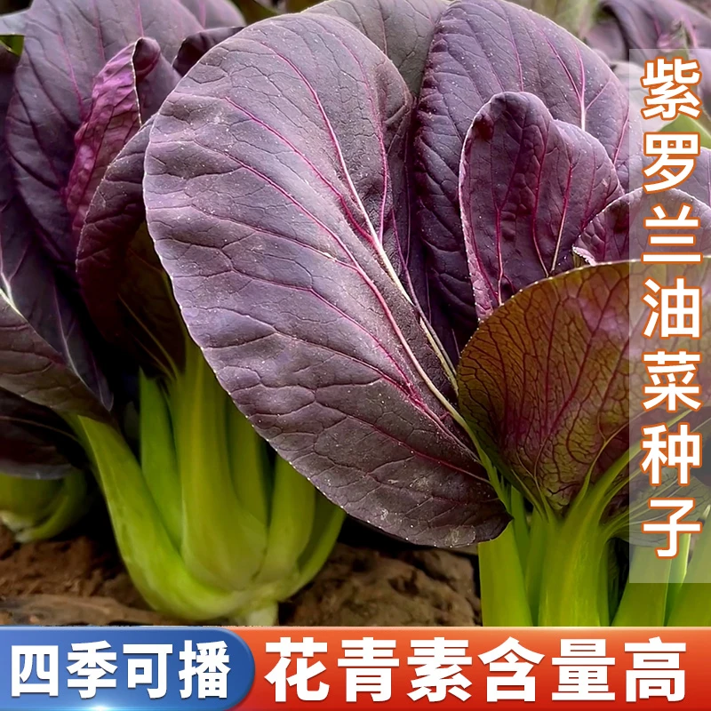 紫罗兰油菜种籽紫色小青菜阳台盆栽菜园地种植农家蔬菜种子