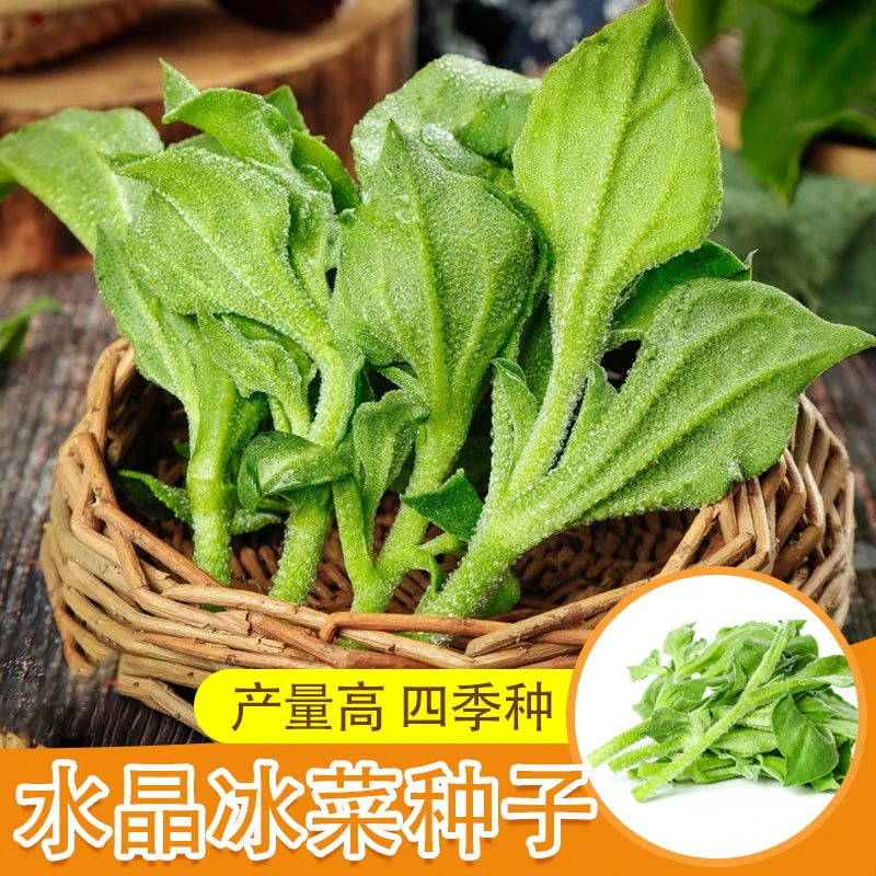【水晶冰菜种子】水晶冰菜阳台花盆可种冰菜种子简单易种蔬菜种子