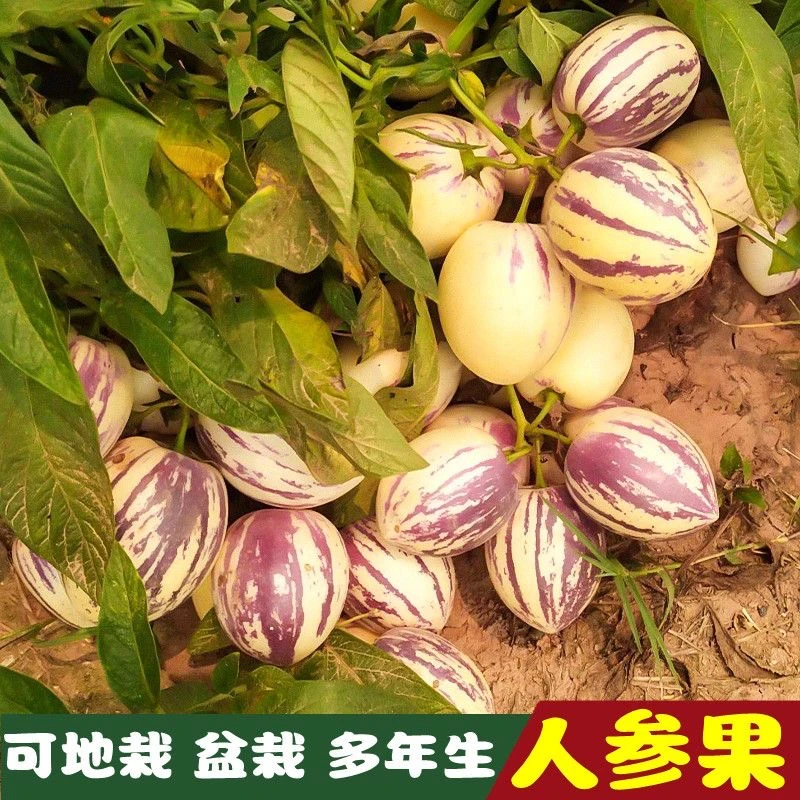 【9.9元3包人参果种子】四季播种阳台盆栽小院种植简单开花高产水果