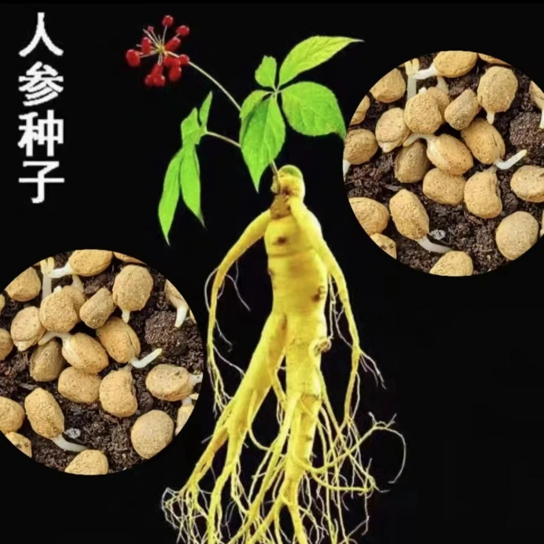 【9.99元60粒】人参种子长白山花旗参 人工种植阳台小院盆栽地栽