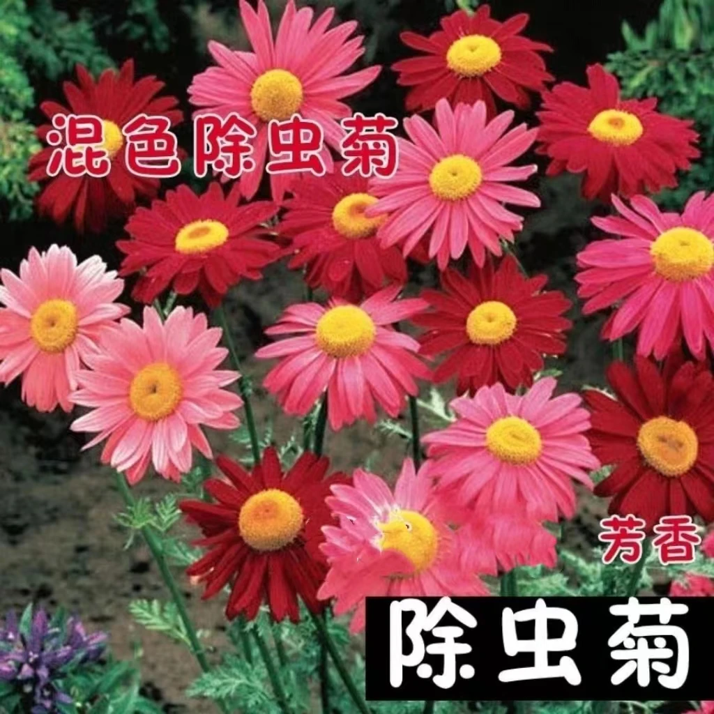 【除虫菊种子】四季播种四季多色阳台庭院种植春季新手可养混色适宜