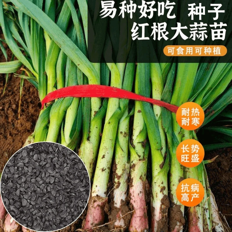 [抢！6.88三包】四季宽叶蒜苗种子四季播种大蒜苗种子阳台盆栽红头