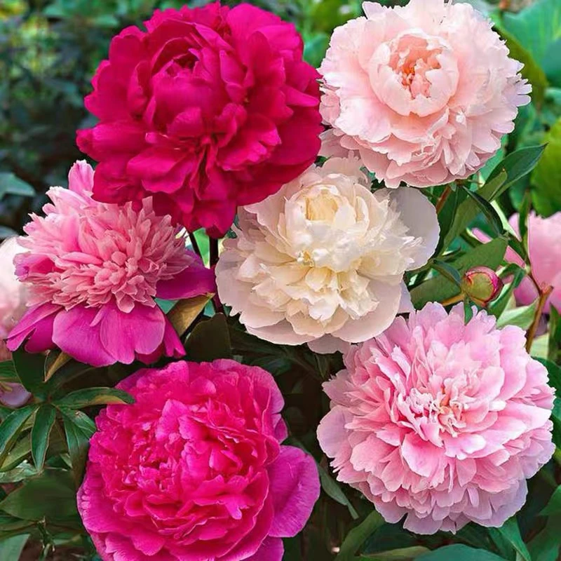 【混色重瓣芍药花种子】霸王花大花籽庭院阳台盆栽四季养室外花