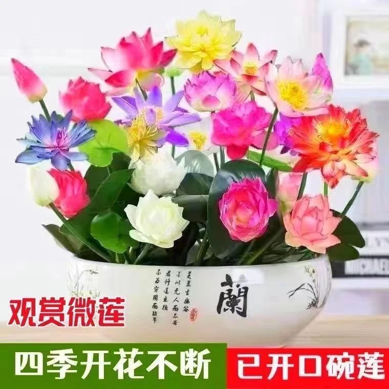 【12.88七包莲花种子+营养液+2个花盆】无土水培莲花四季开花水养